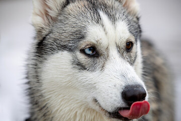 Close up face portrait of a female husky with one blue eye and licking her nose