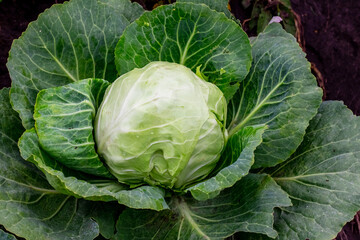 Obraz premium Cabbage head with green leaves in the garden during ripening