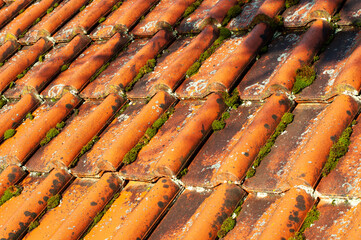 moss and lichens growing on roof tiles © Carmen Hauser
