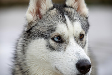 Close up face portrait of a female husky with one blue eye