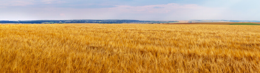 Wide wheat field. Wheat background. Growing wheat
