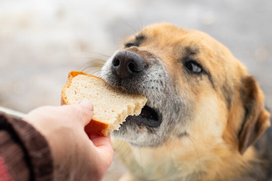 Can Dogs Have Cream Cheese? A Comprehensive Guide to Safe Feeding Is cream cheese safe for dogs? A complete guide to safe feeding practices