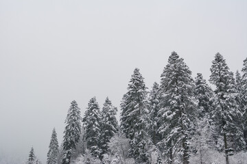 Winter in Forest