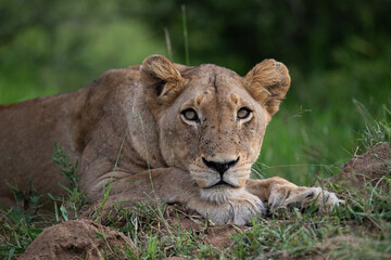 A portrait of a female lion seen on a safari in South Africa