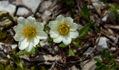 Two flowers of Dryas octopetala in Val d'Oten, Calalzo di Cadore, Italy. It is a small plant of the mountain environment, perennial, not very tall, with white flowers, belonging to the Rosaceae family