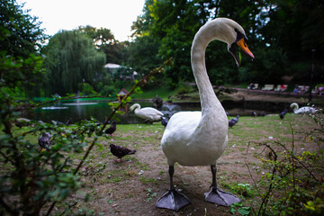 swan portrait at public city park duck on background