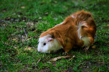 Full body of white-brown long hair domestic guinea pig cavy in the garden