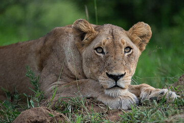 Fototapeta na wymiar A portrait of a female lion seen on a safari in South Africa
