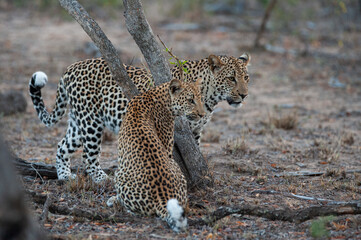 Leopard siblings seen together on a safari in South Africa