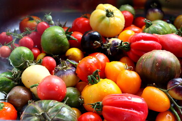 Fresh clean washed tomatoes of different shapes and colors close-up .