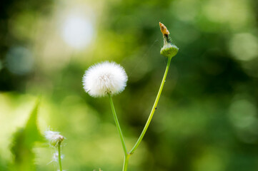Seedhead of a dandelion flower