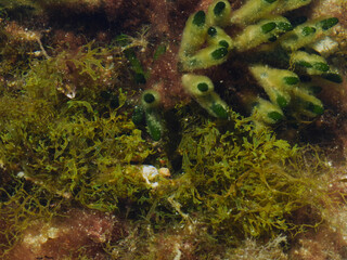 Coral en la orilla del mar