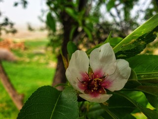 Natural view of the almond tree, which is beautiful in spring