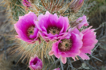 USA, Arizona. Flowers on Engelmann's Hedgehog cactus, Organ Pipe Cactus National Monument.