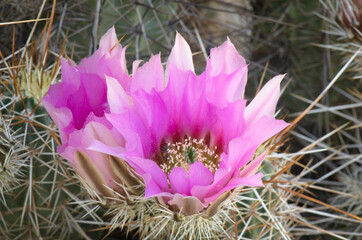 USA, Arizona. Flowers on Engelmann's Hedgehog cactus, Organ Pipe Cactus National Monument.