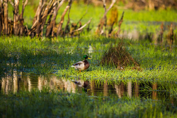 A beautiful wild wood duck in the marshlans. Springtime scenery of wetlands with a bird. Spring landscape during the nesting season in Northern Europe.