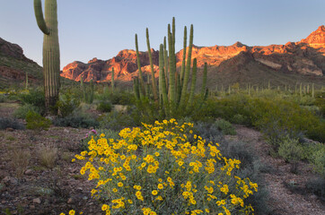 USA, Arizona. Brittlebush Organ Pipe Cactus National Monument.