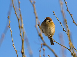 Eurasian tree sparrow (Passer montanus), sparrow sitting on a branch