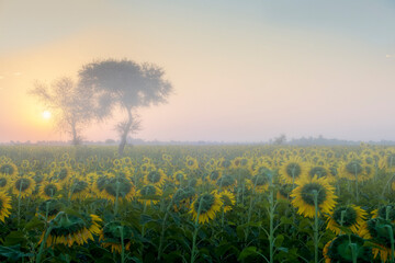 Obraz premium Misty morning in the field. Early morning in Sunflower field. Beautiful moment to watch.