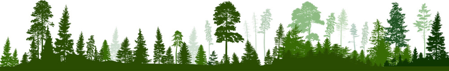 dark evergreen forest panorama on white