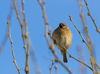 Eurasian tree sparrow (Passer montanus), sparrow sitting on a branch