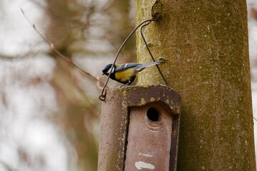 Great tit sits on a clay birdhouse Parus major