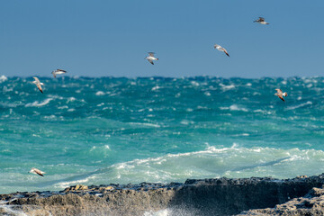 seagulls