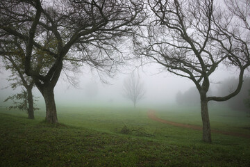 Misty morning in the forest
