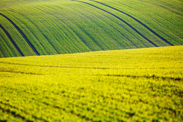Splendid view on of sunlit wavy fields of agricultural area. Location place of South Moravian...