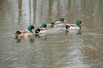 Quatre canards Colvert mâles qui nagent ensemble sur un étang