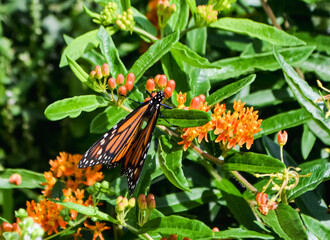 Fototapeta na wymiar Topview of a Monarch butterfly female (Danaus plexippus) laying eggs on Butterfly Weed (Asclepias tuberosa). Copy space. Long Island, New York.