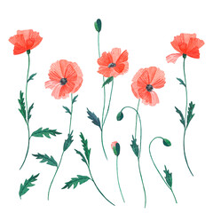 Watercolor flowers of red poppies, Isolated spring illustration. Watercolor hand drawn painting illustration isolated on a white background.