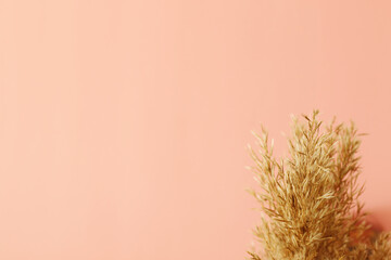 wild dry pampas grass on pink background