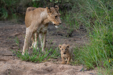 A female Lion and her 6 week old Lion cub seen on a safari in South Africa