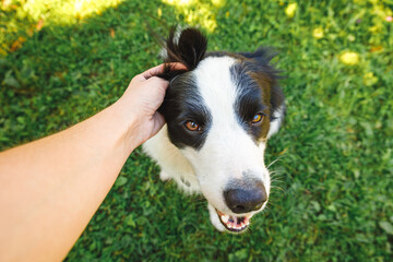 Woman hand stroking puppy dog border collie in summer garden or city park outdoor. Close up dog portrait. Owner playing with dog friend. Love for pets friendship support team concept