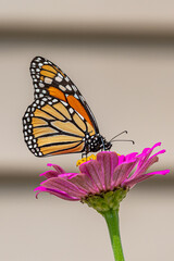 Orange monarch butterfly perched on bright pink zinnia flower