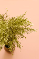 wild dry pampas grass on pink background
