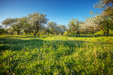 Green meadow and ornamental garden in breathtaking sunny day.