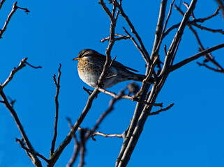 The fieldfare (Turdus pilaris) on a branch