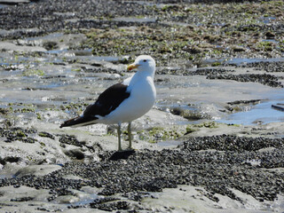 Gaviota descansando en el la costa del mar