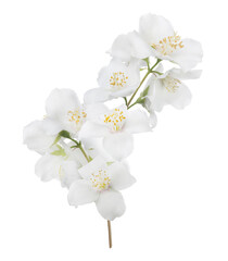 Naklejka na ściany i meble jasmine isolated branch in bloom