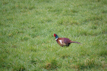 male cock pheasant walking through early spring grass 