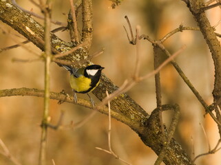 Great tit  (Parus major) on branch