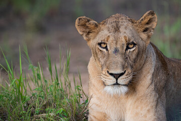 Fototapeta na wymiar A portrait of a female lion seen on a safari in South Africa