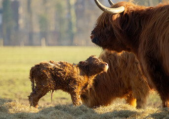 close up of a newborn calf of a scottish highlander in a herd with the mother contained in soft...