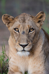 A portrait of a female lion seen on a safari in South Africa