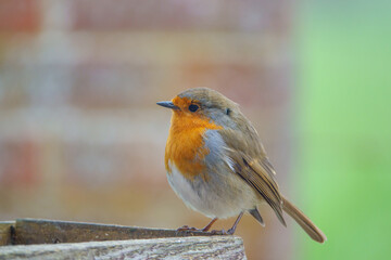 close up of a robin red breast on a wooden bird feeder table