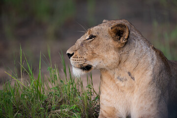 A portrait of a female lion seen on a safari in South Africa