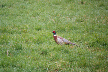 male cock pheasant walking through early spring grass 