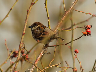 The house sparrow (Passer domesticus) sitting on a twig